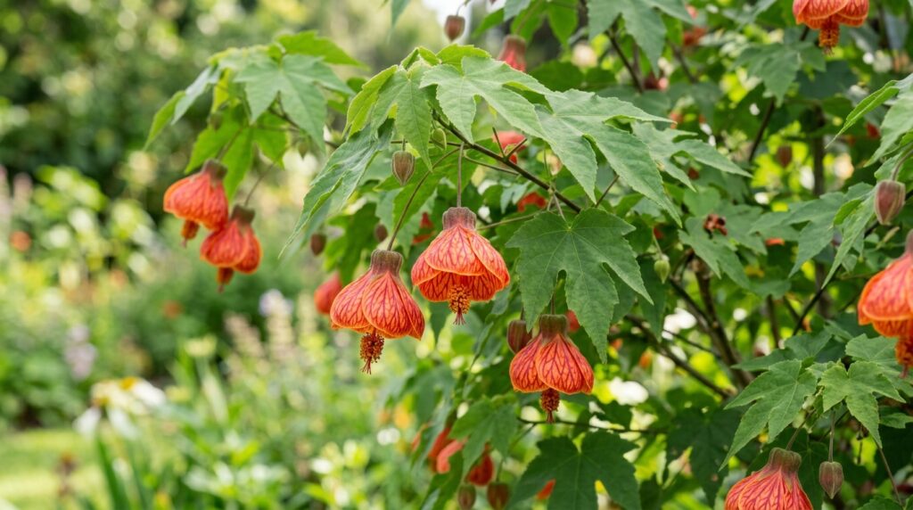Abutilon (Flowering Maple)