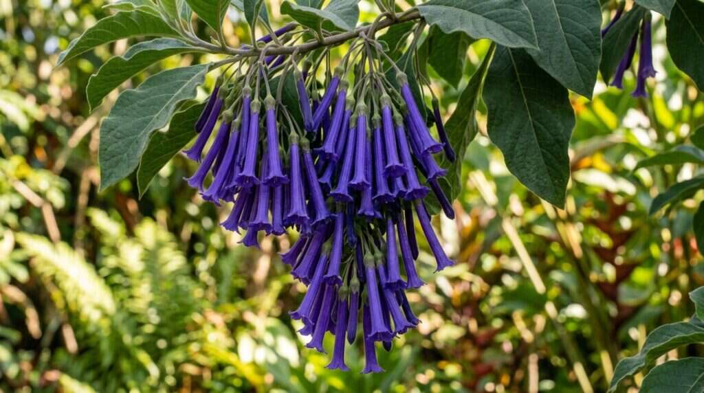 Iochroma