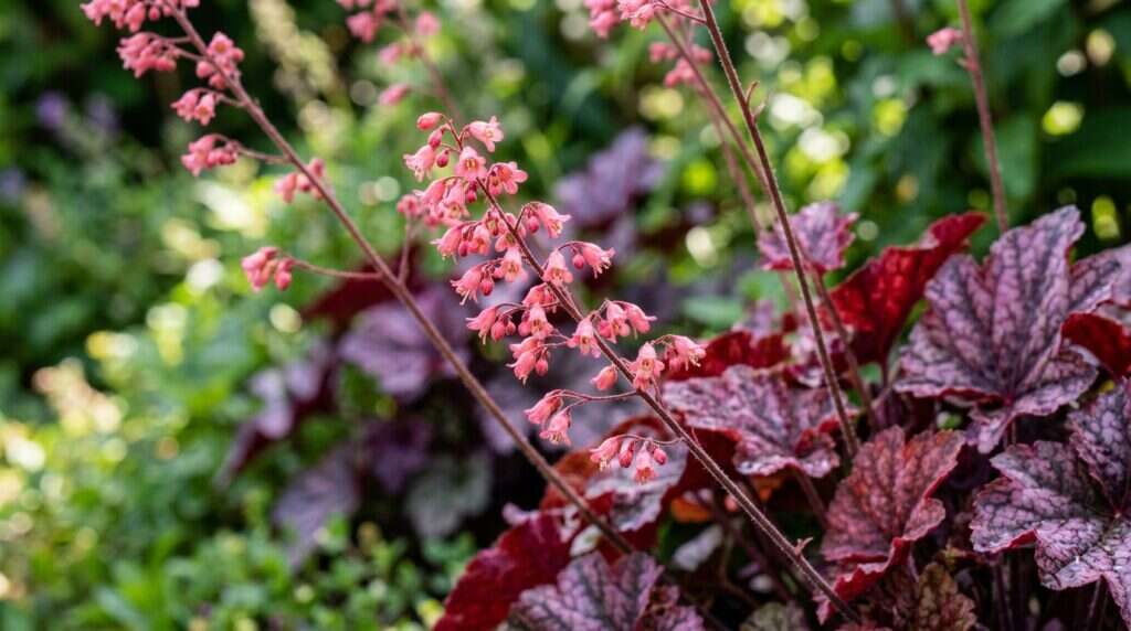Heuchera