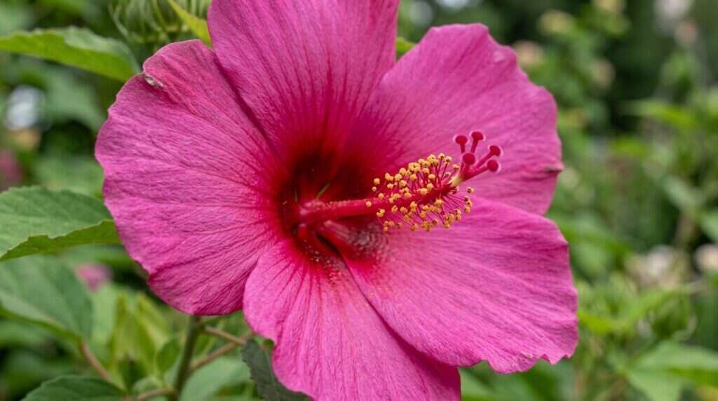 Hardy Hibiscus