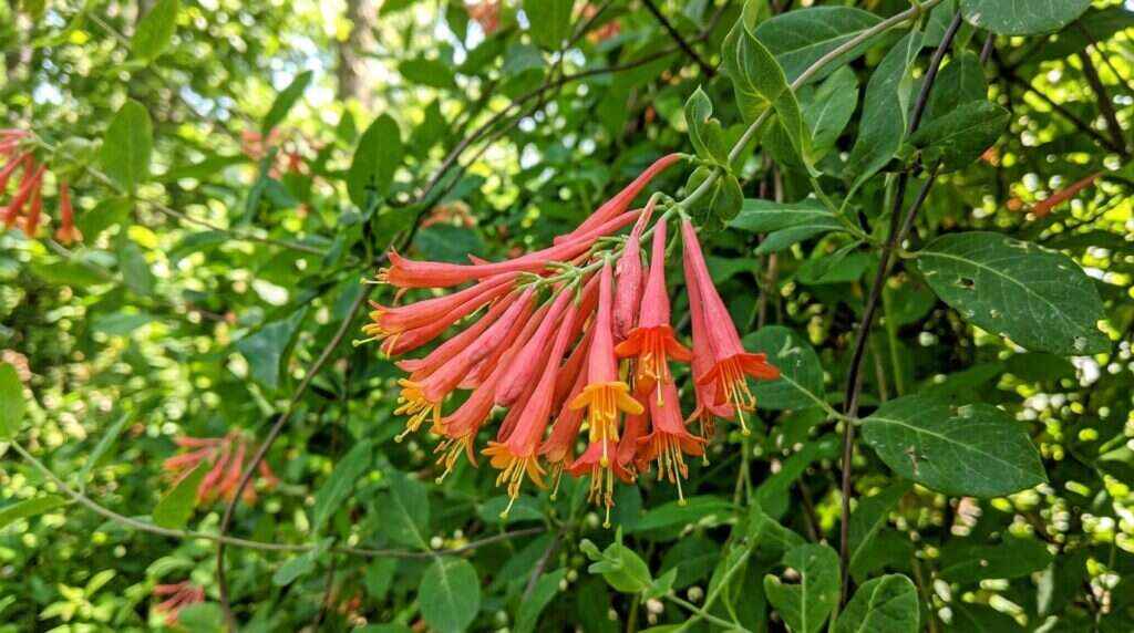 Native Trumpet Honeysuckle